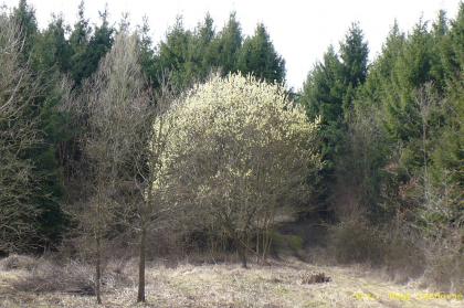 Salix caprea